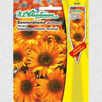 Floarea soarelui decorativă Soraya imagine 4