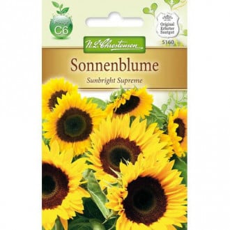 Floarea soarelui decorativă Sunbright Supreme F1 Chrestensen imagine 6