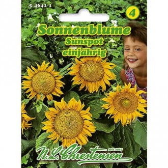 Floarea soarelui decorativă Sunspot imagine 6