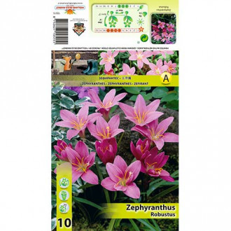 Floarea zefirului (Zephyranthus) Robustus imagine 1