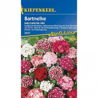 Garoafă turcească Maccarenia, mix multicolor Kiepenkerl imagine 6