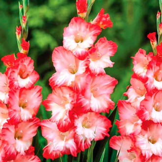Gladiole grandiflora Pink Lady imagine 6