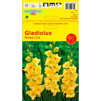 Gladiole Nova Lux imagine 3