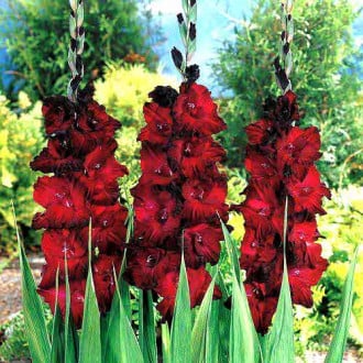 Gladiole grandiflora Black Jack imagine 5