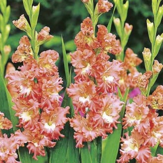 Gladiole ondulate Shady Frizzle imagine 5