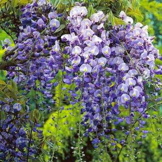 Glicină (Wisteria frutescens) Longwood Purple, C2 imagine 6