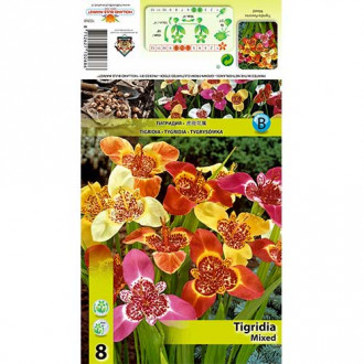 Tigridia mix multicolor imagine 1