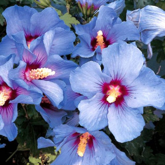 Hibiscus Albastru Gigant imagine 3