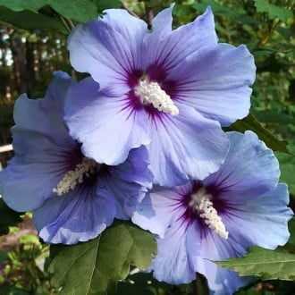 Hibiscus Blue Satin imagine 4