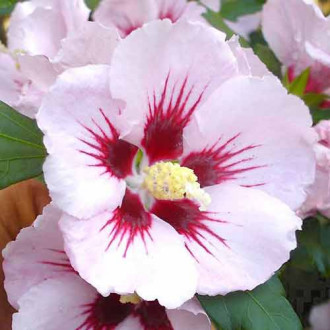 Hibiscus Hamabo imagine 3