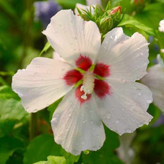 Hibiscus Mathilde imagine 6