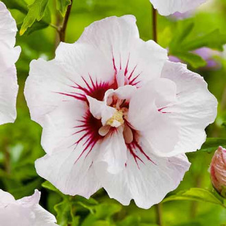 Hibiscus Monstrosus imagine 4