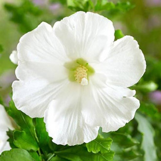 Hibiscus Totus Albus imagine 5