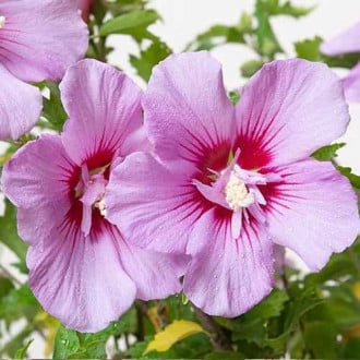 Hibiscus Maike, С2 imagine 4