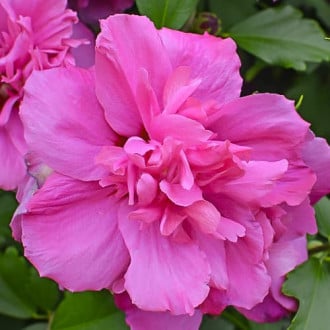 Hibiscus Sanchoyo, С2 imagine 5