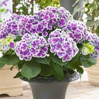 Hortensia Lila & White Bicolor imagine 5