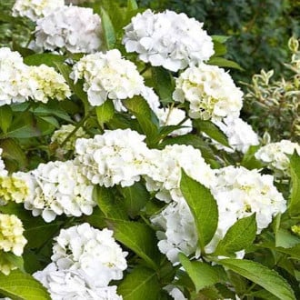 Hortensia macrophylla Lanarth White imagine 1