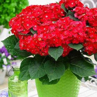 Hortensia macrophylla Red Baron imagine 5