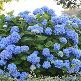 Hortensia paniculată Blue imagine 6