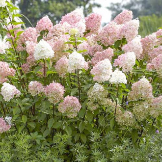 Hortensia paniculată Diamantino imagine 3