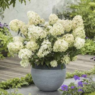 Hortensia paniculată Petite star ®, C7,5 imagine 4