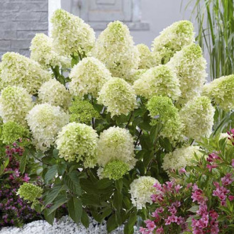 Hortensia paniculată Skyfall Frenne PBR, C2 imagine 6