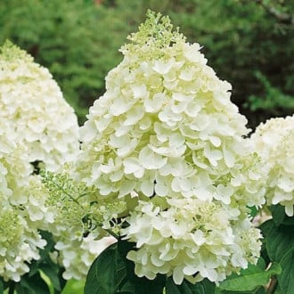Hortensia paniculată Silver Dollar, P9 imagine 1