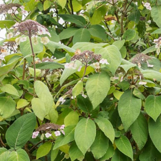 Hydrangea aspera Rosemary Foster, С2 imagine 2