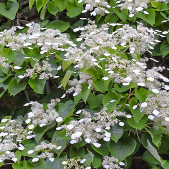 Hydrangea hydr. Moonlight, С2 imagine 4