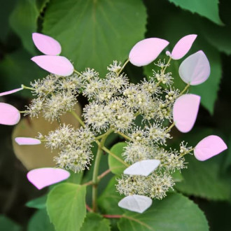 Hydrangea hydr. Roseum, С2 imagine 5