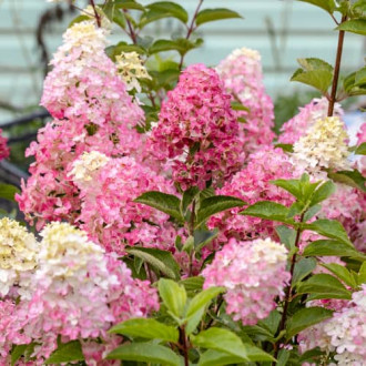 Hydrangea panic. Fraise Melba Renba, С2 imagine 6