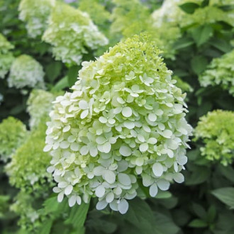 Hydrangea panic. Little Spooky, С2 imagine 2
