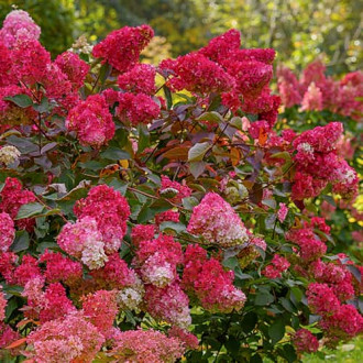 Hydrangea panic. Petite Flori, С2 imagine 3