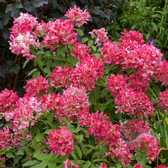 Hydrangea panic.Diamant Rouge Rendia, С2 imagine 2