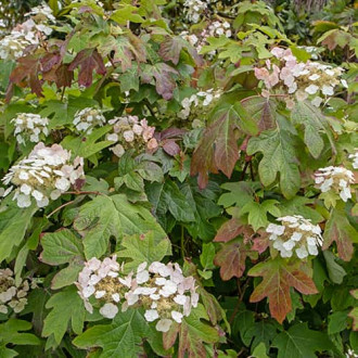 Hydrangea querc. Burgundy, С2 imagine 3
