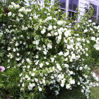 Iasomie Bouquet Blanc imagine 5
