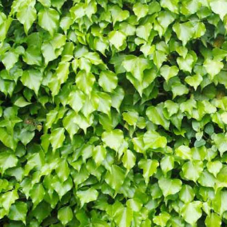 Iederă Green Ripple imagine 3