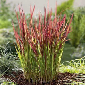 Imperata cylindrica Red Baron, C3 imagine 4