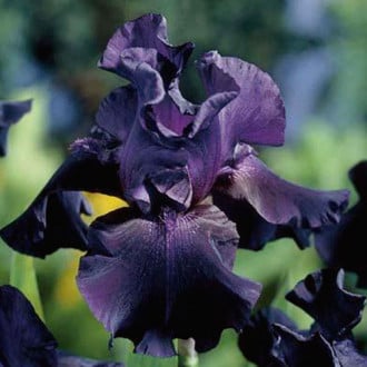 Iris germanica (Stânjenel) Black imagine 1