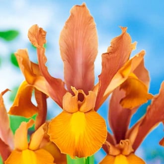 Iris olandez Bronze Beauty imagine 1