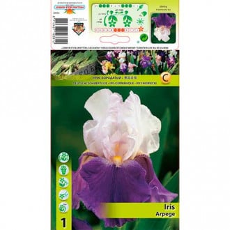 Iris germanica (Stânjenel) Arpege imagine 5