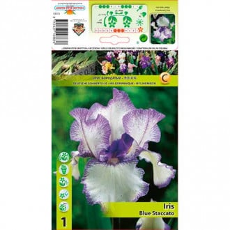 Iris germanica (Stânjenel) Blue Staccato imagine 5