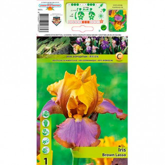 Iris germanica (Stânjenel) Brown Lasso imagine 4