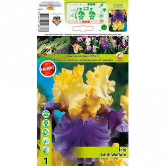 Antagonist Encyclopedia Site line Cumpără bulbi de Iris | Direct din Olanda, special pentru grădina ta |  Comandă online pe Gradinamax.ro