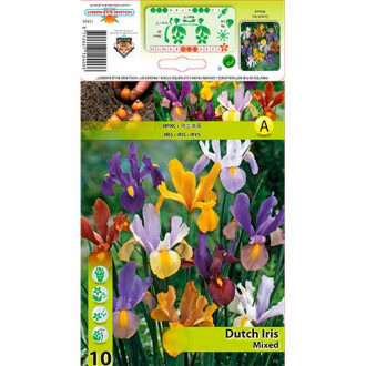 Iris olandez mix multicolor imagine 6