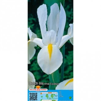 Iris olandez White imagine 6