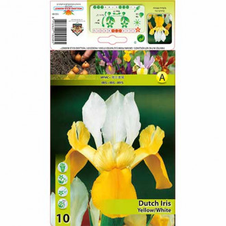 Iris olandez Yellow/White imagine 5
