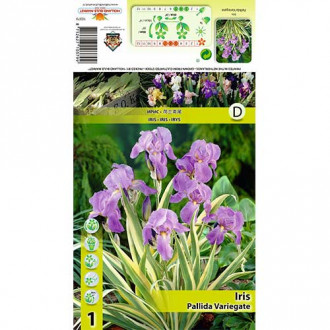 Iris pallida Variegata imagine 6