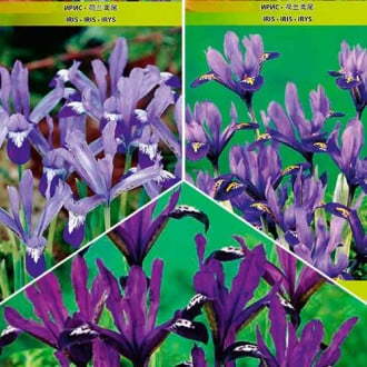 Ofertă specială! Iris reticulata mix multicolor imagine 4
