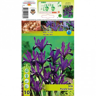Iris Purple Gem imagine 2